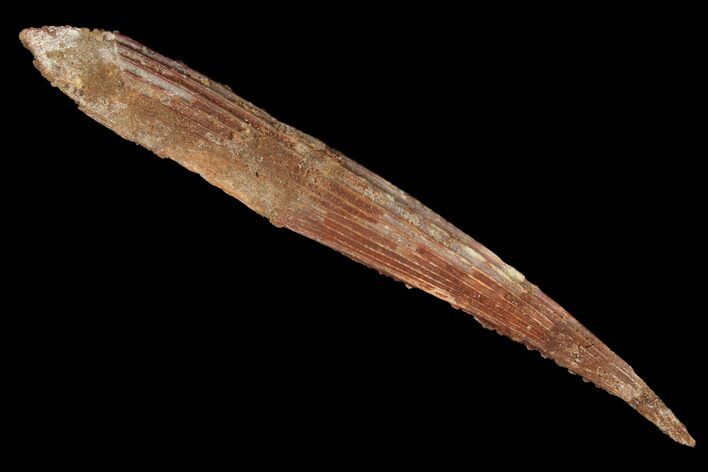 Fossil Shark (Hybodus) Dorsal Spine - Morocco #106517